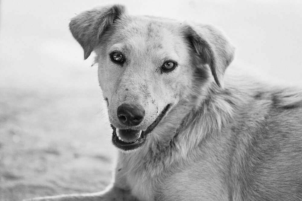 Das Bild zeigt ein Portrait von 'Zottel', dem Hund.