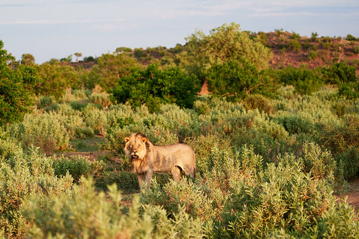 Das Bild zeigt einen Löwen im Morgenlicht. Africa on foot.