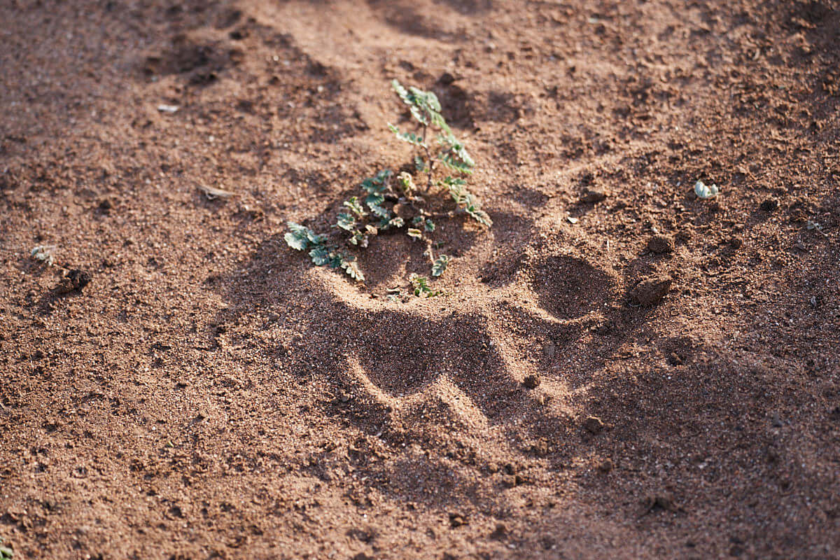 Das Bild zeigt eine Löwenspur im Sand.