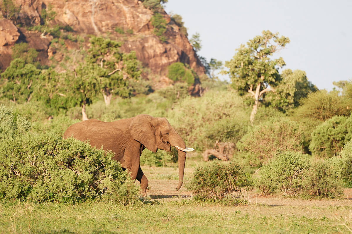 Das Foto zeigt einen Elefanten, der hinter einem Busch hervorkommt.