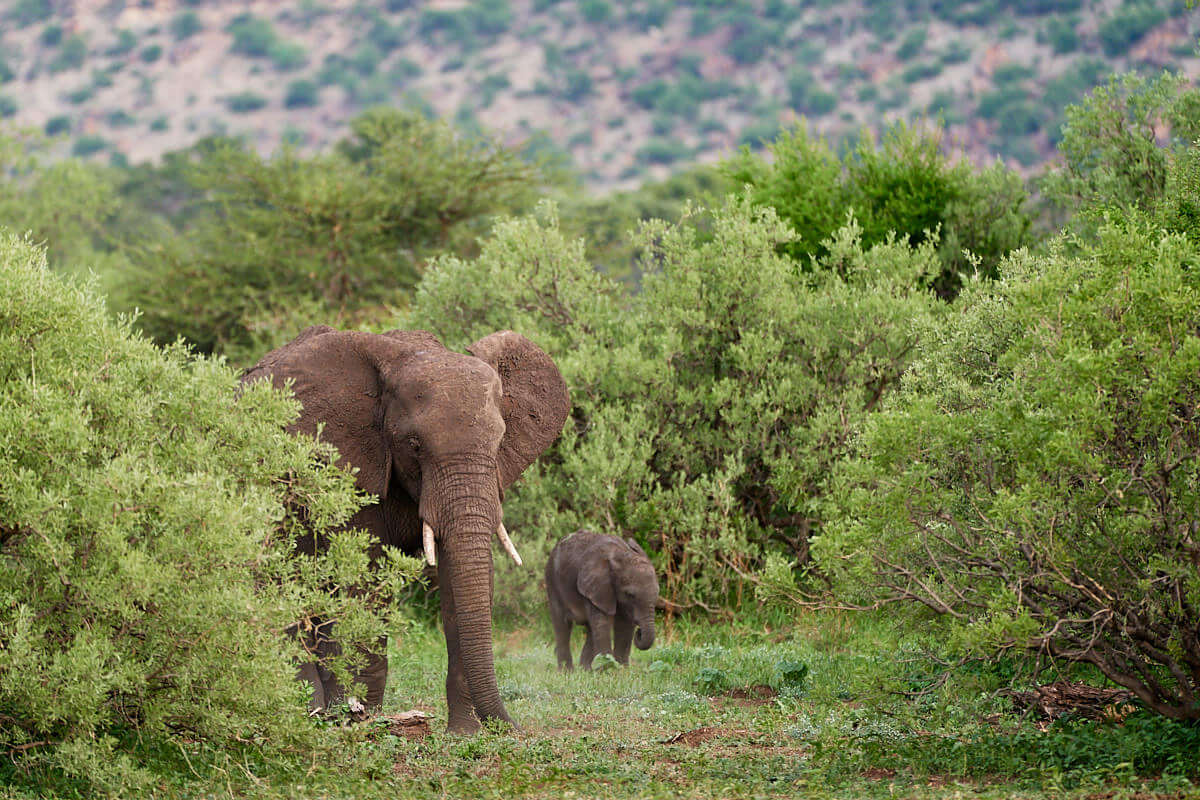 Das Bild zeigt eine Elefantenkuh mit ihrem Jungen zwischen Büschen.
