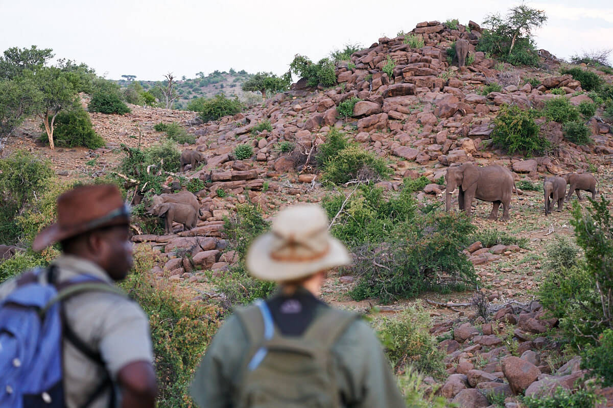 Das Bild zeigt zwei Menschen beim Bush Walk, die Elefanten in mittlerer Distanz beobachten.