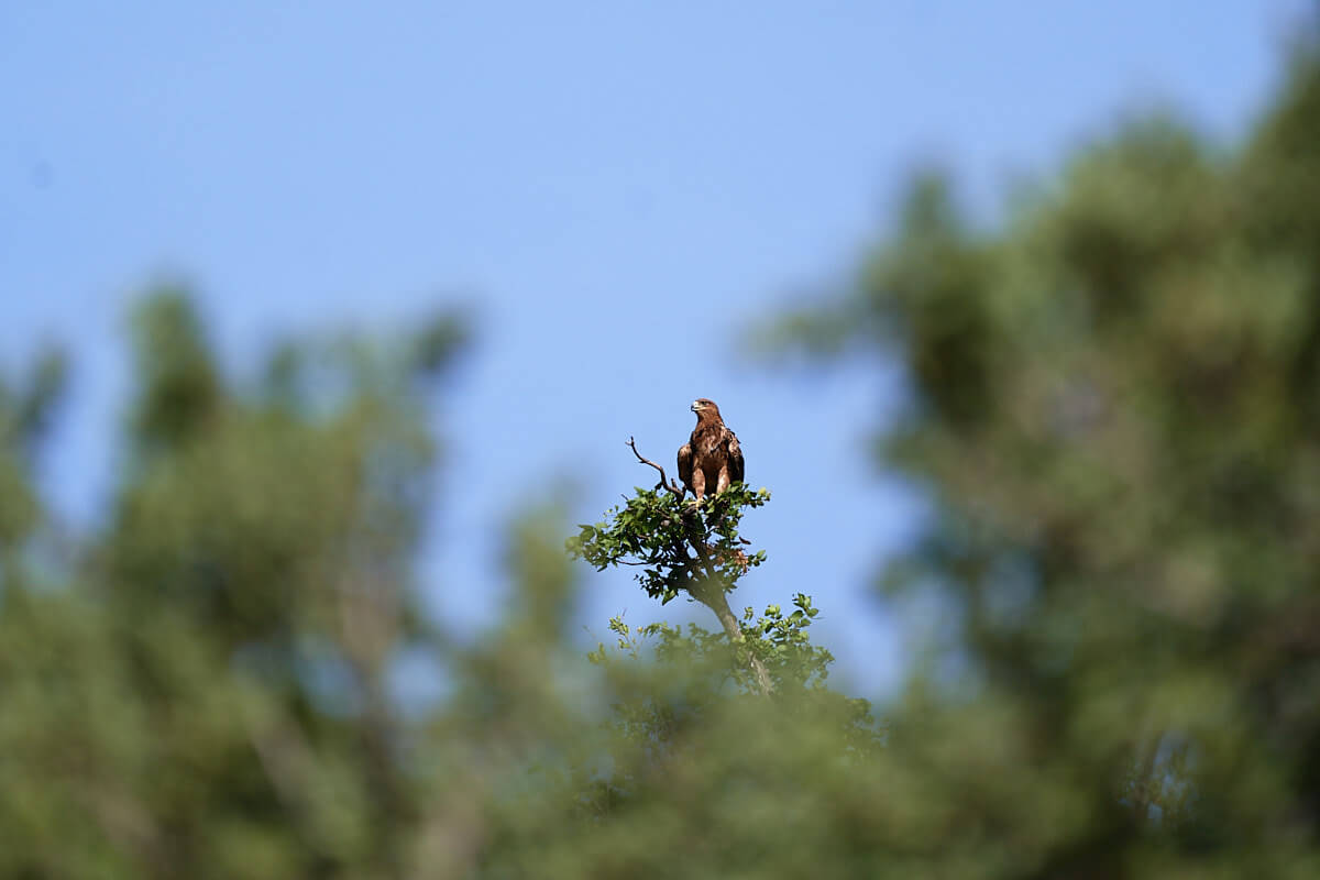 Das Bild zeigt einen Adler auf einer Baumspitze.