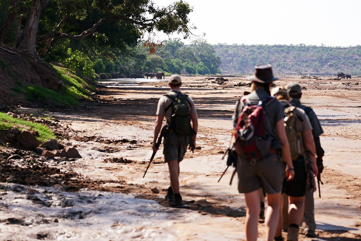 Das Bild zeigt eine Gruppe Menschen, die in einer Reihe beim Bush Walk durch ein Flussbett laufen. In einiger Entfernung sind Elefanten zu sehen.