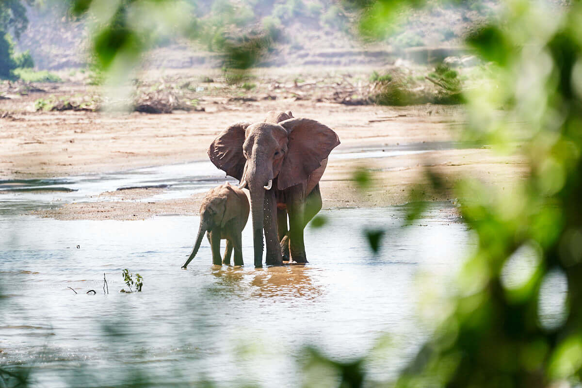 Das Bild zeigt eine Elefantenkuh mit ihrem Jungen in einem Flussbett mit Niedrigwasser.