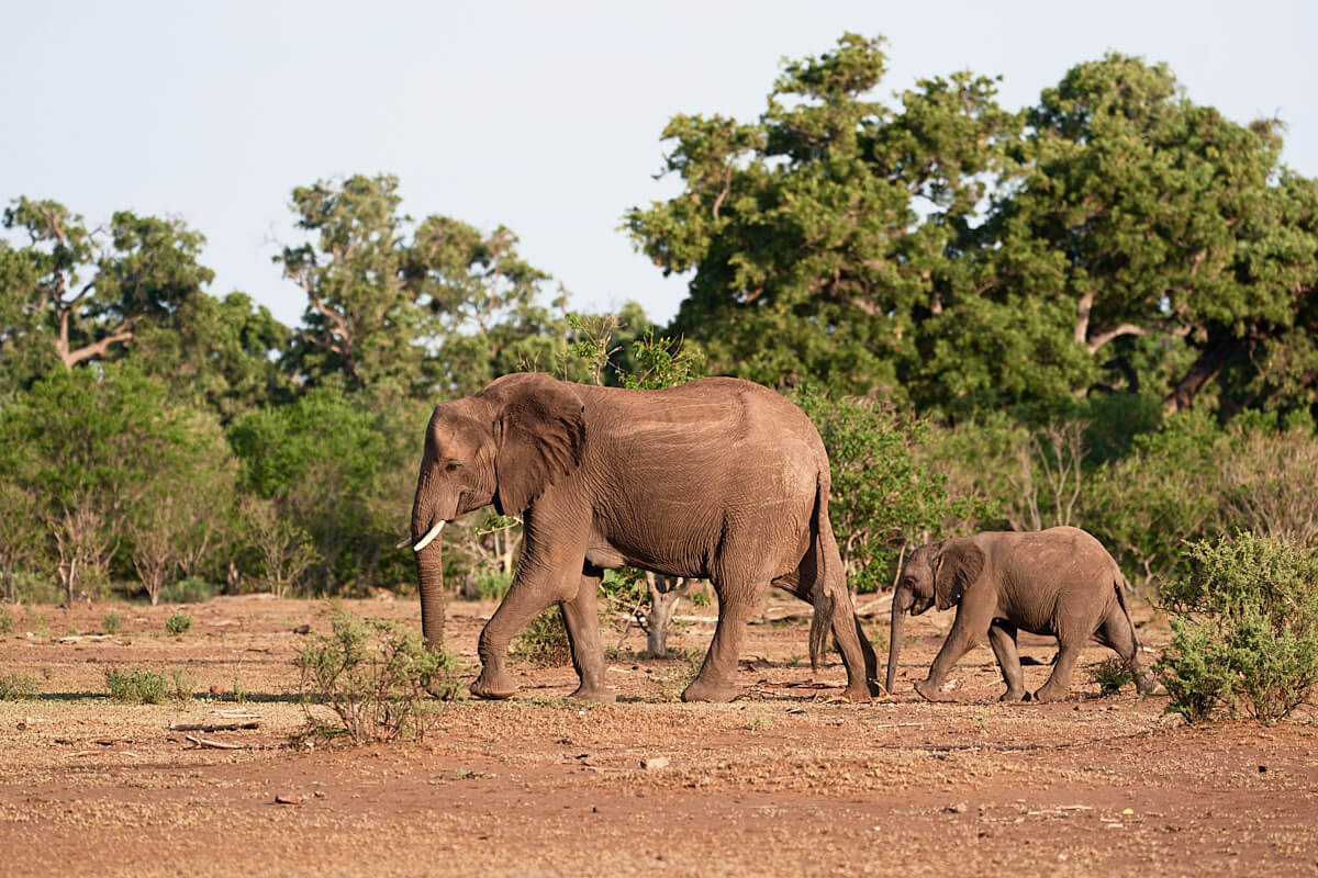 Das Bild zeigt eine Elefantenkuh mit ihrem Jungen in ihrer natürlichen Umgebung