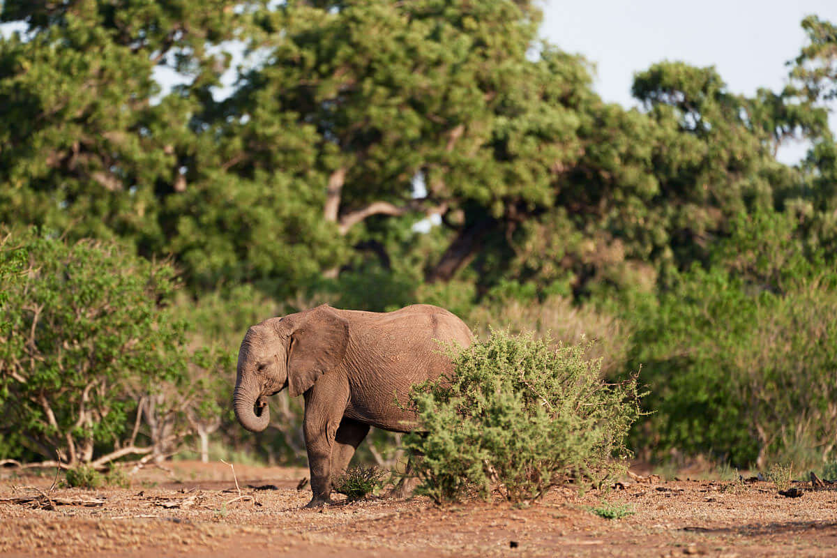 Das Bild zeigt einen jungen Elefanten in seiner natürlichen Umgebung.