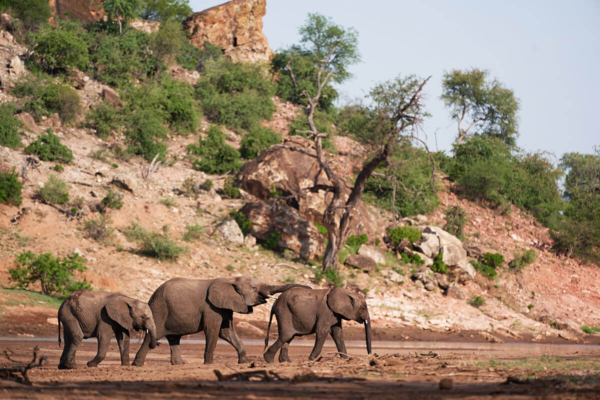 Das Bild zeigt drei Elefanten, die in Reihe durch ein Flussbett laufen.
