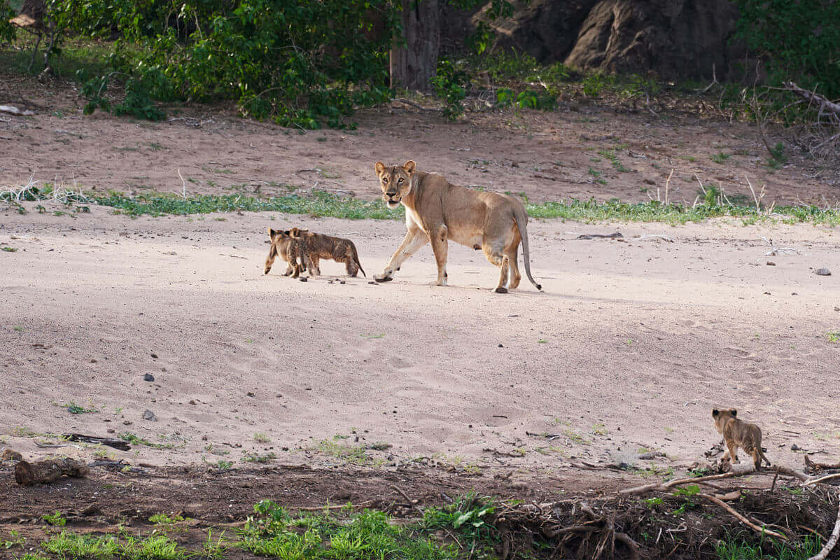 Das Bild zeigt eine Löwin mit ihren drei Jungen an einem Flussufer.