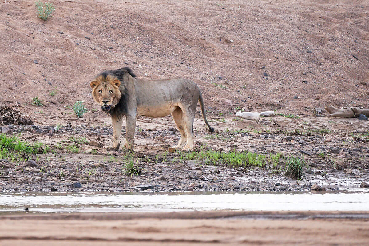 Das Bild zeigt einen ausgewachsenen männlichen Löwen, der den Betrachter mustert.
