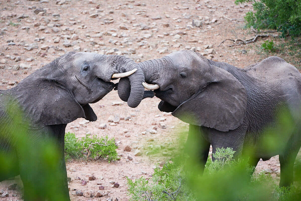 Das Bild zeigt rangelnde Elefantenbullen