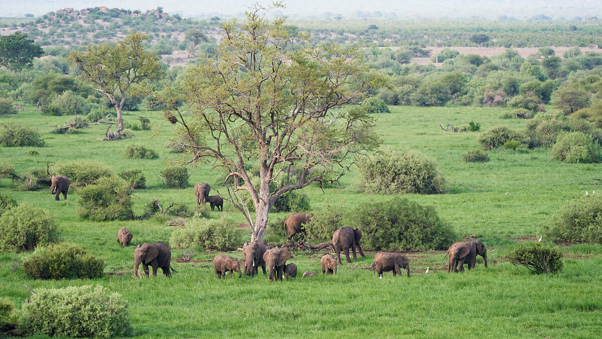 Das Bild zeigt eine Herde Elefanten in einer weiten Landschaft.