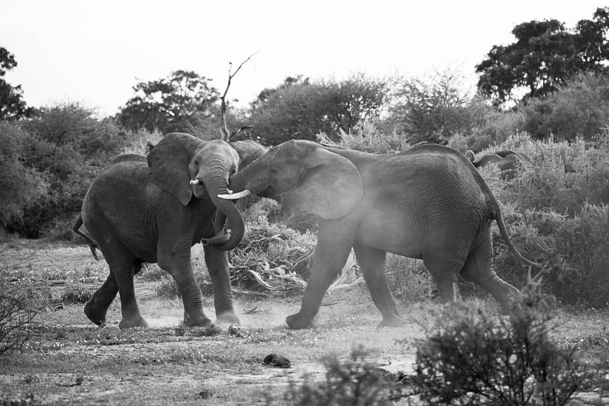 The picture shows two young elephants playfighting.