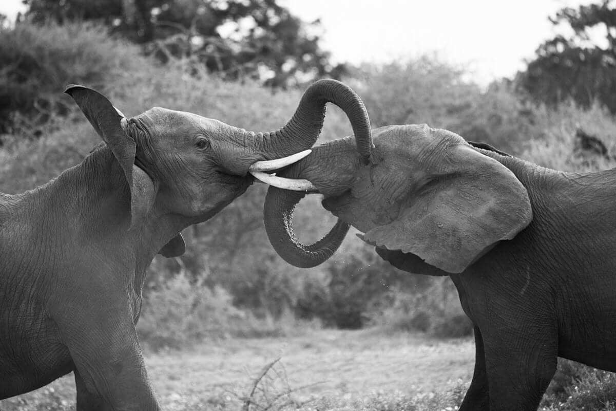 The picture shows two young elephants playfighting.