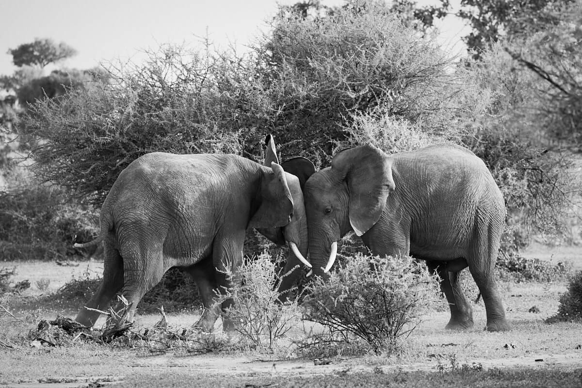 Dieses schwarz/weiss Bild zeigt zwei junge Elefantenbullen beim spielerischen Kräftemessen. Das Bild ist teil einer ganzen Serie dieser Szenerie.
