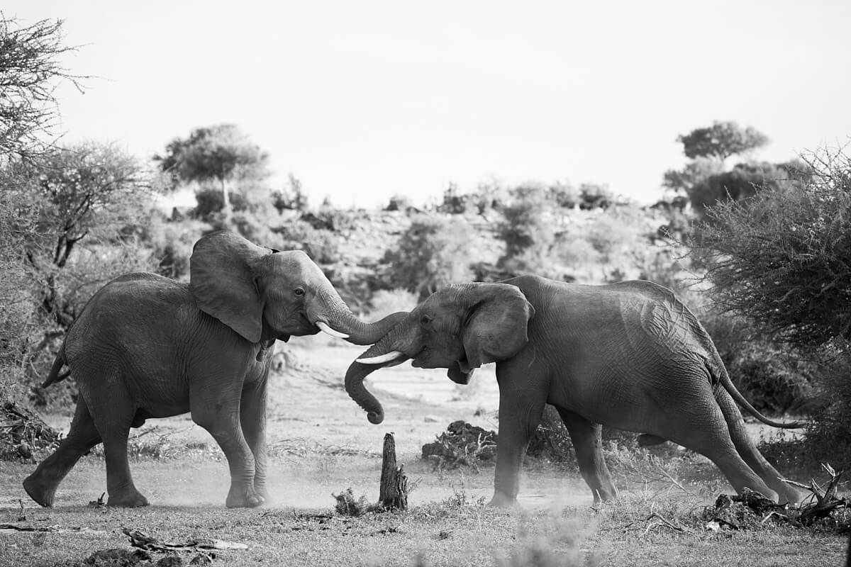 Dieses schwarz/weiss Bild zeigt zwei junge Elefantenbullen beim spielerischen Kräftemessen. Das Bild ist teil einer ganzen Serie dieser Szenerie.