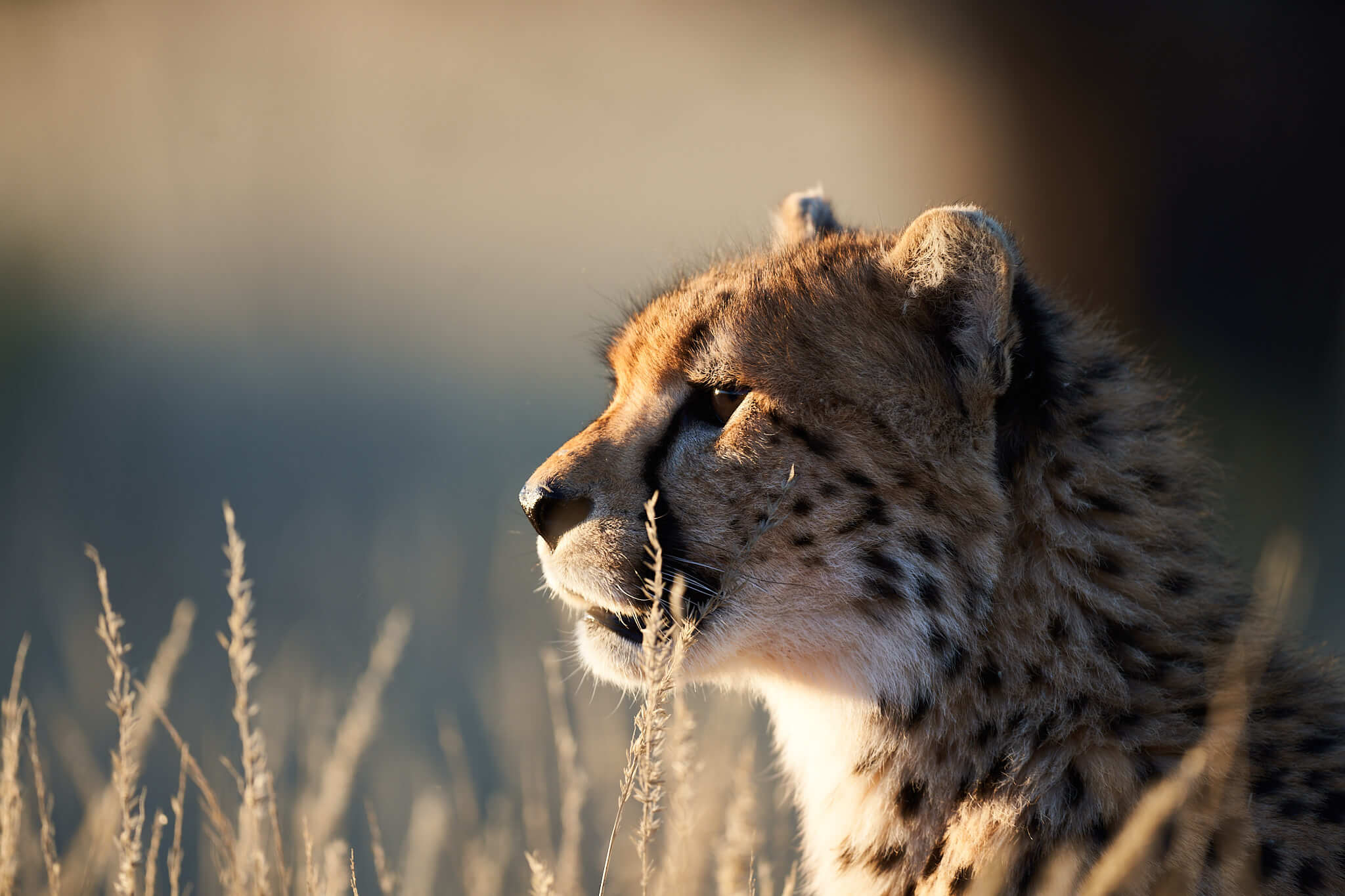 Das Bild zeigt ein Headshot eins Geparden im gegenlicht
