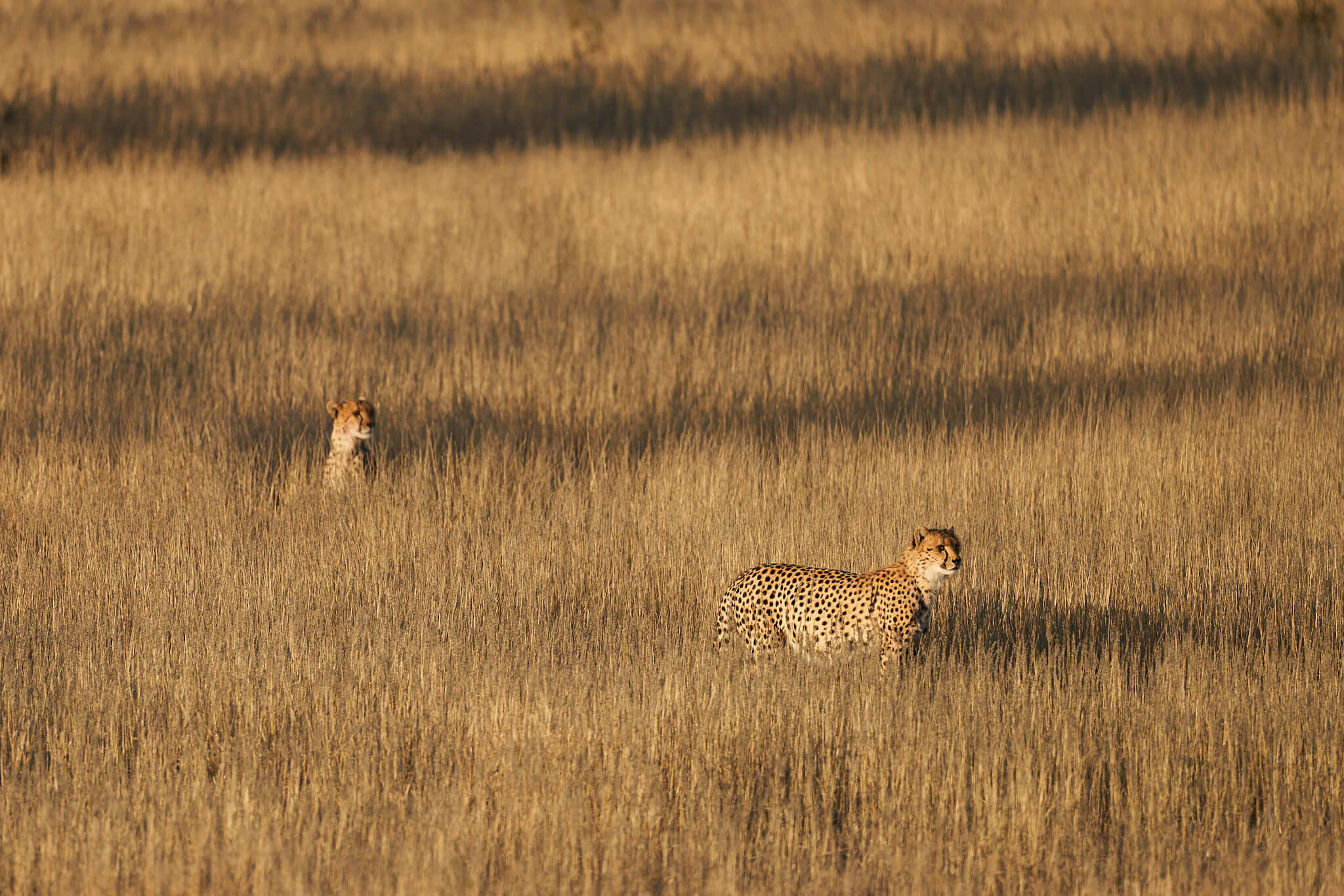 Das Bild zeigt zwei Geparden im hohen Gras