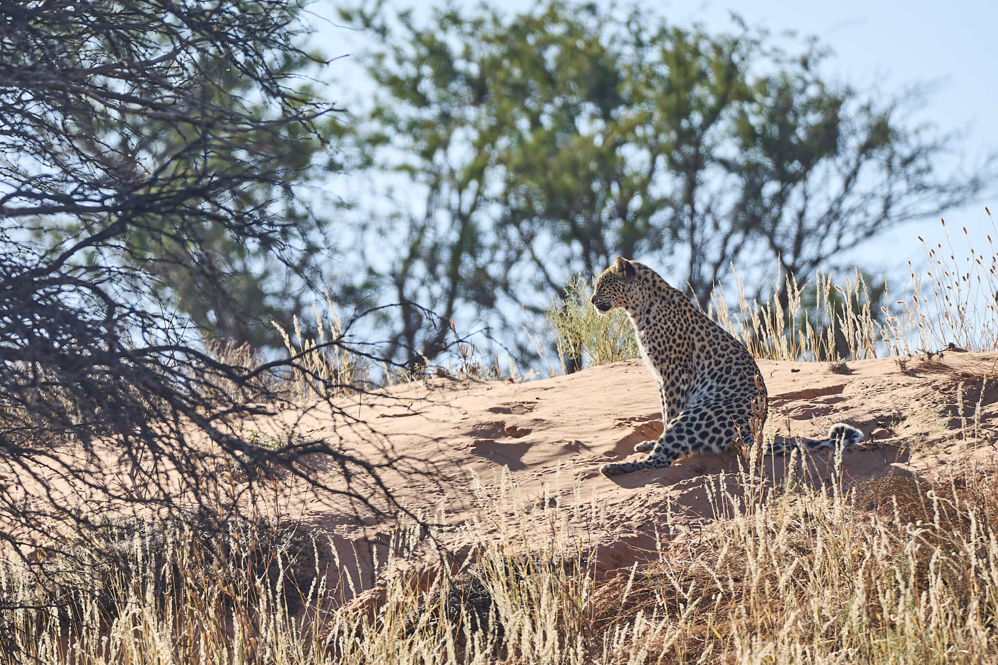Das Bild zeigt einen Leoparden auf einer Düne