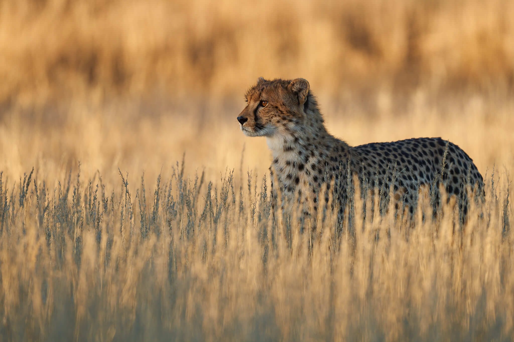 Das Bild zeigt einen geparden, der konzentriert in eine Richtung schaut