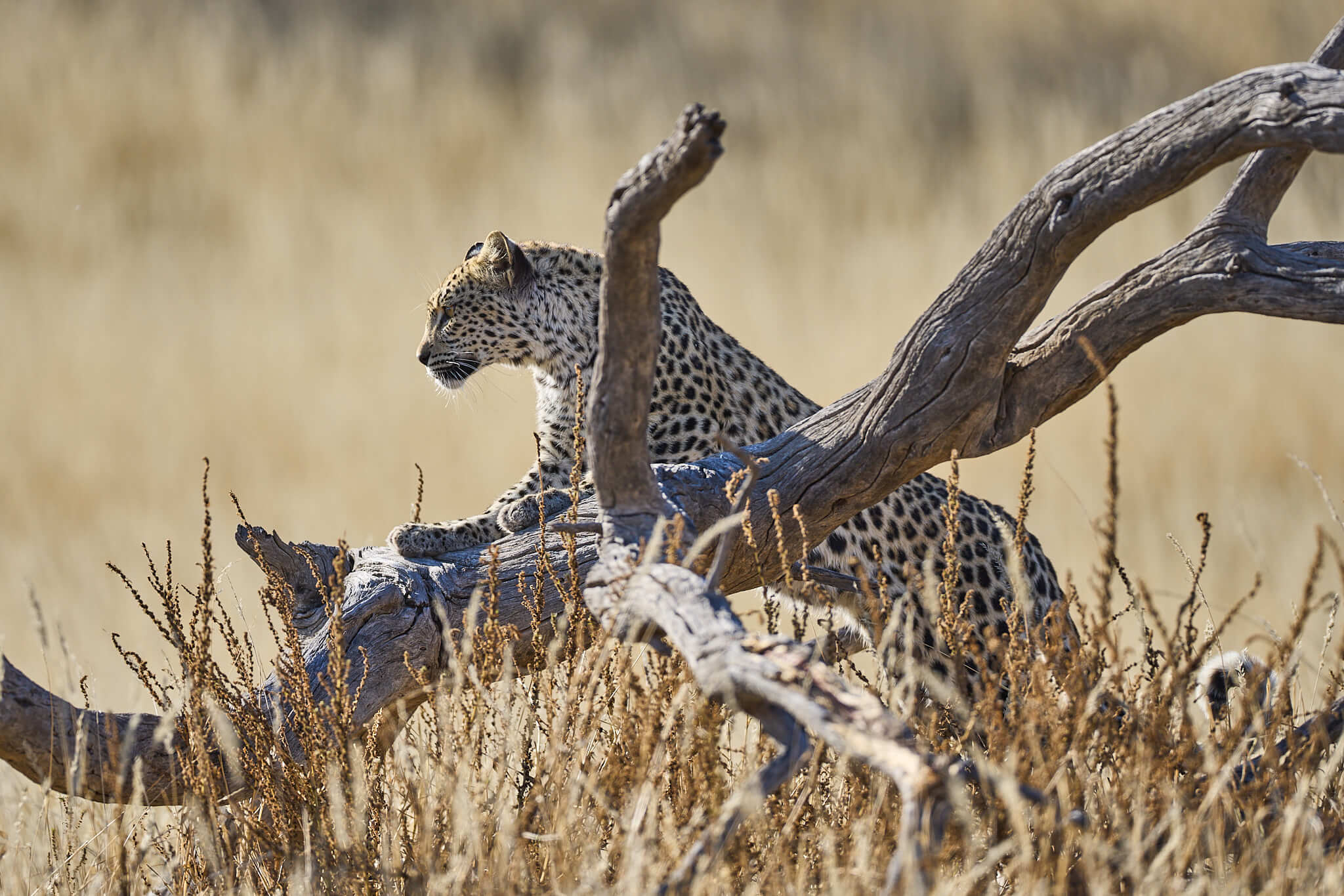 Das Bild zeigt einen Leoparden auf einem Baumstamm