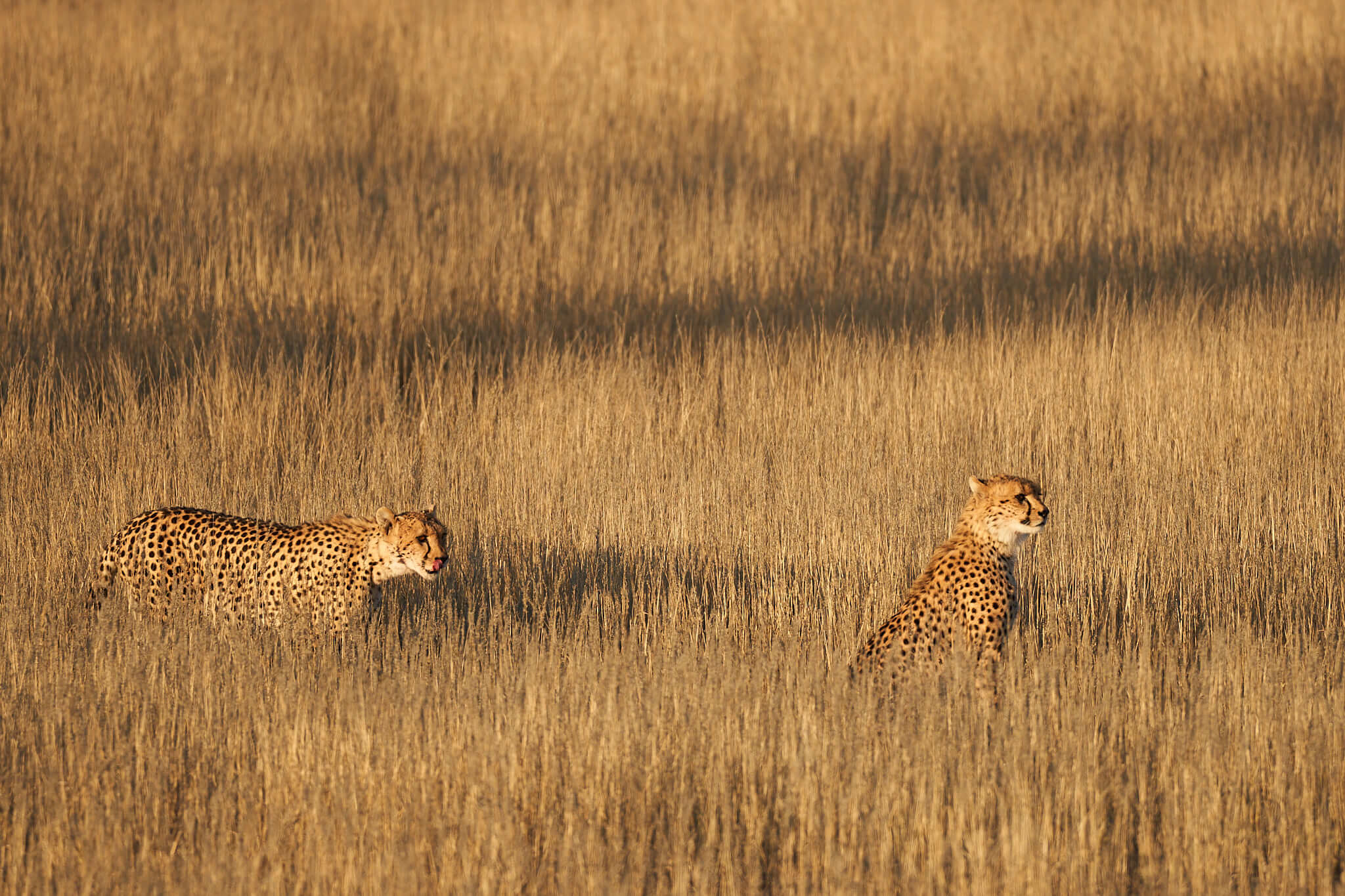 Das Bild zeigt zwei Geparden im hohen Gras
