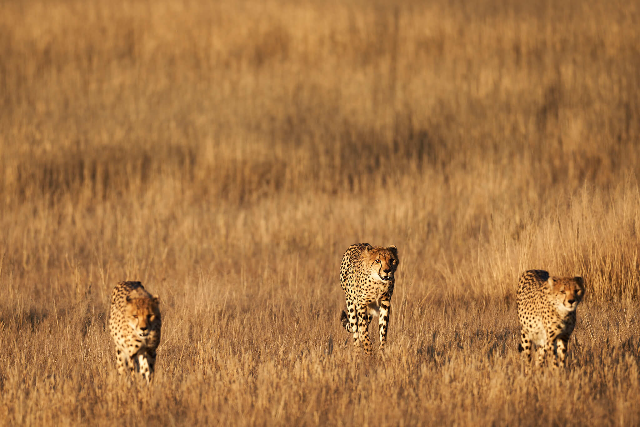 Das Bild zeigt drei Geparden im hohen Gras