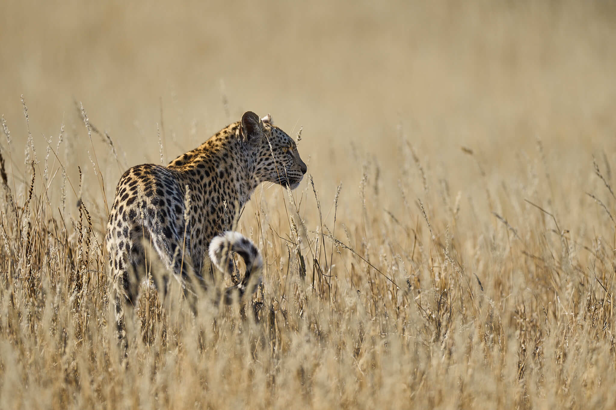 Das Bild zeigt einen leoparden im hohen Gras