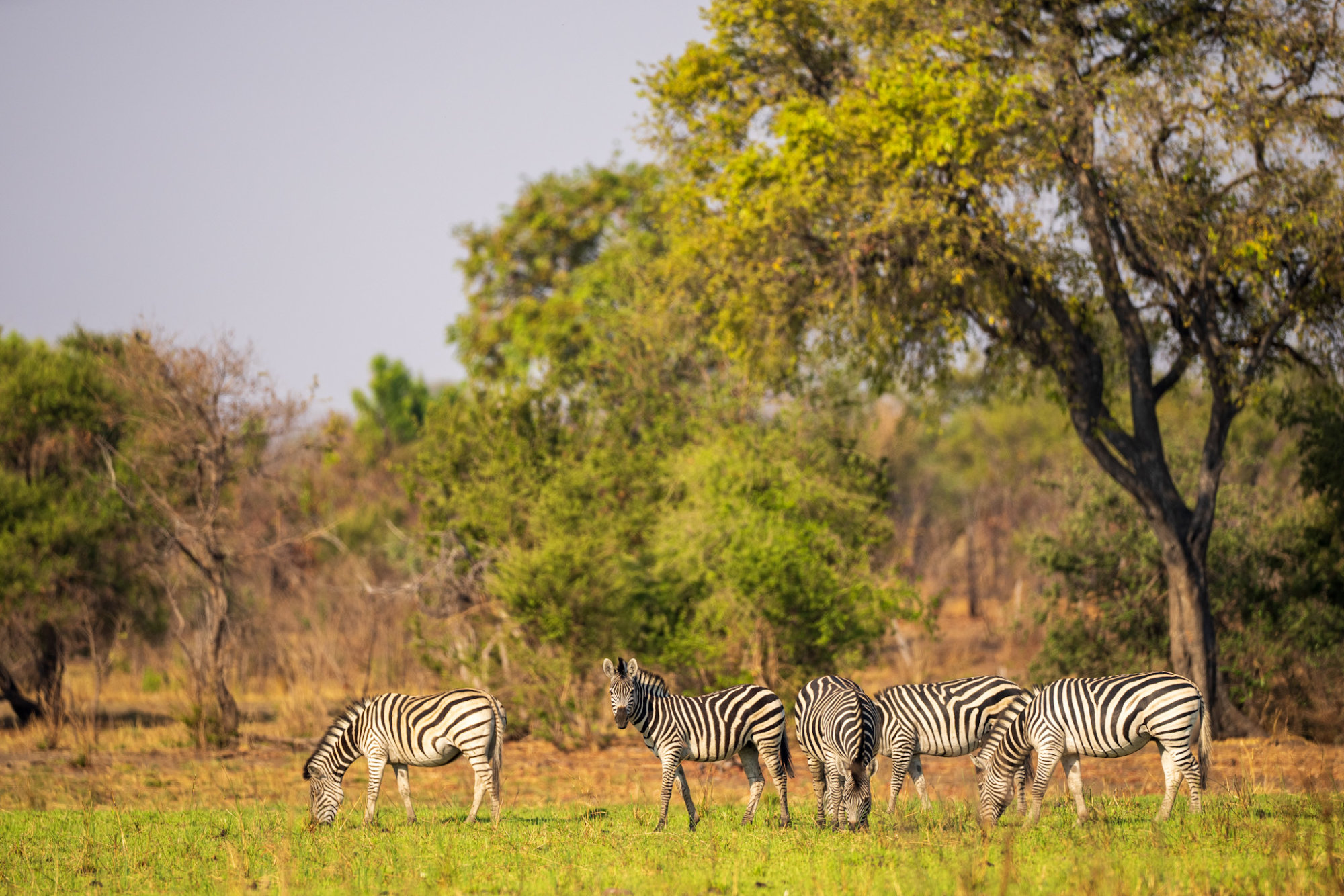 Wieder im Hwange National Park Reisenomaden